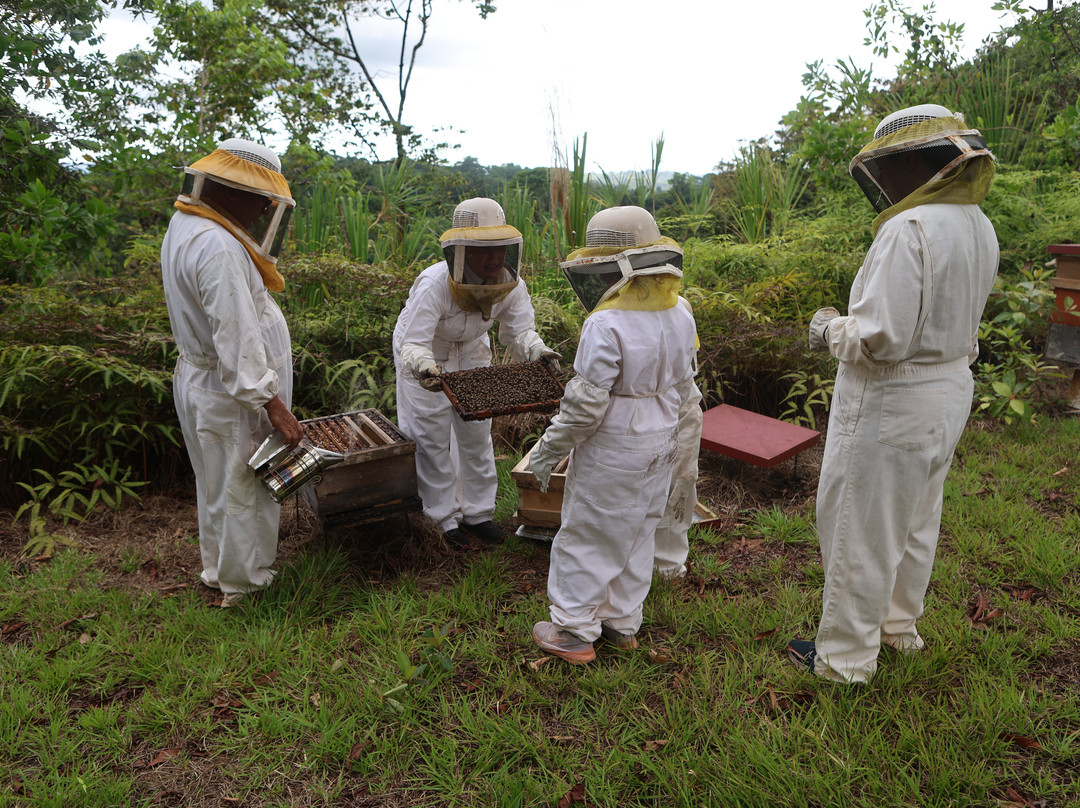Manuel Antonio Bee Farm Tour-哥斯达黎加安东尼奥国家公园必去景点