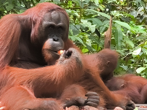 Bornean Orangutan Holiday-Pangkalan Bun必去景点