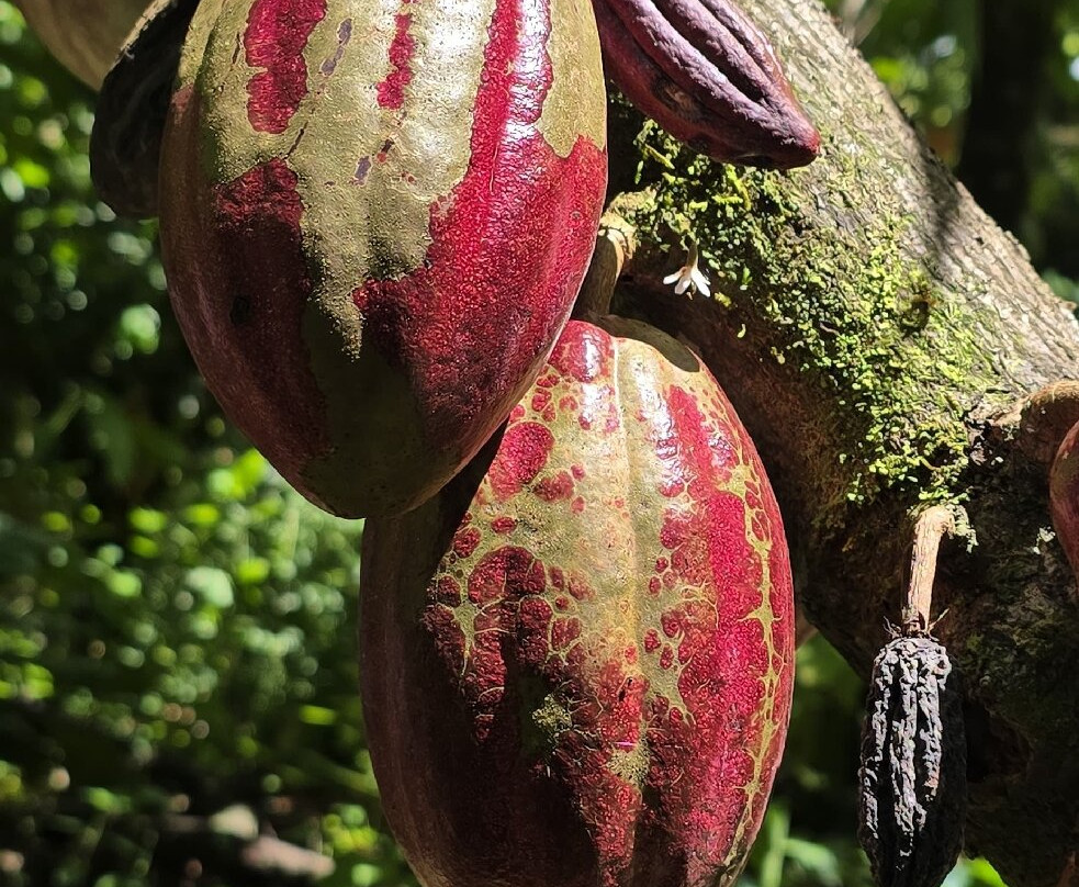 Chocolate Sibaeli-San Rafael de Guatuso必去景点