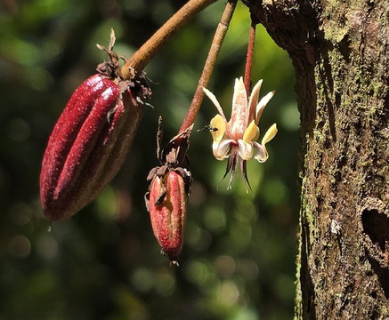 Chocolate Sibaeli-San Rafael de Guatuso必去景点