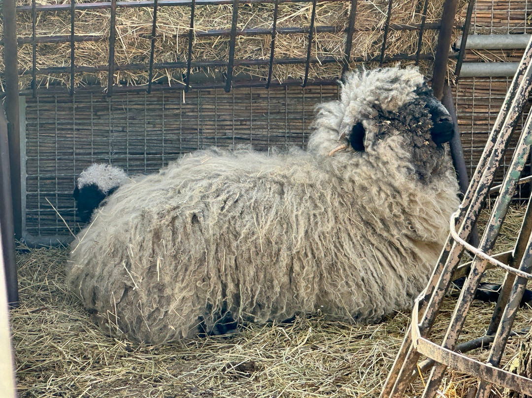 Zoo Debrecen-德布勒森必去景点