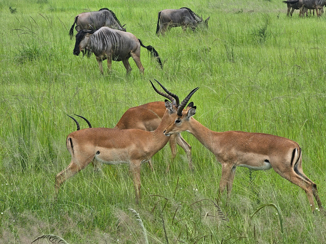 Dau Tours & Safaris-石头城必去景点