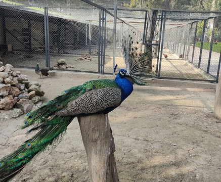 Tarsus Hayvan Parkı-Tarsus必去景点