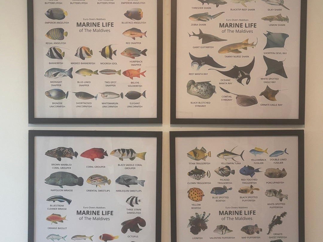 Euro-Divers Eri Maldives-马累北环礁必去景点