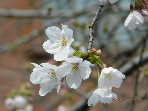 Shakuji River Green Road-板桥区必去景点