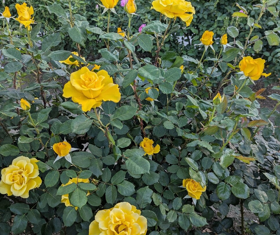 Capitol Park-沙加缅度必去景点