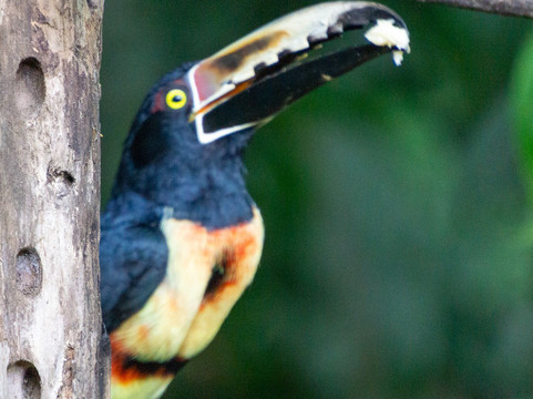 Costa Rica Focus-圣何塞必去景点