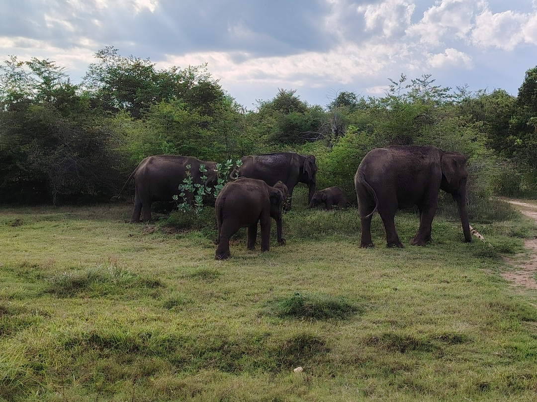 绿景野外度假村主图