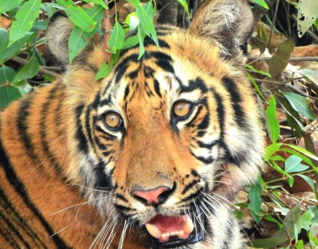 Tadoba Andhari National Park-Chandrapur District必去景点