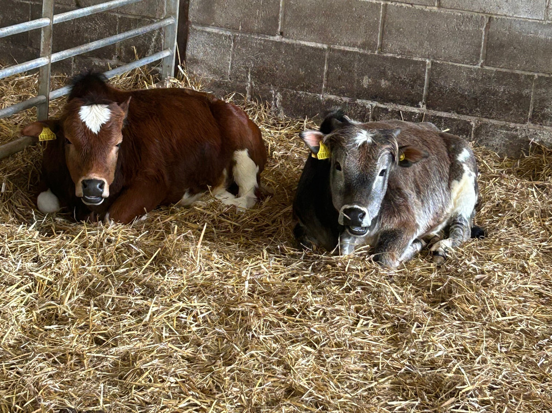 Playdale Farm Park-斯卡伯勒必去景点