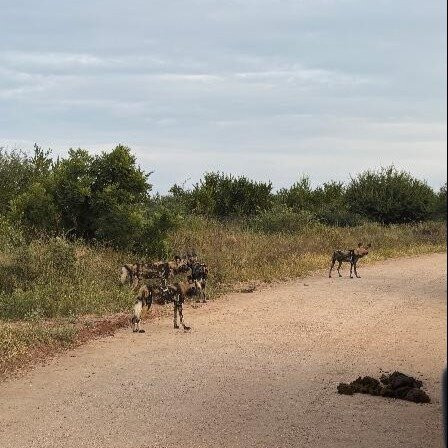 Honey Badger Safaris Kruger Tours-玛洛斯帕克必去景点