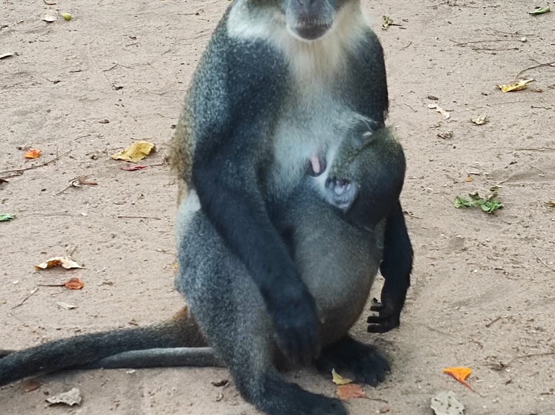 Giornale Kenya Safari - Day Tours-瓦塔木必去景点