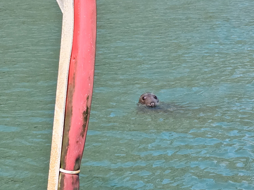 Pembrokeshire Islands Boat Trips-Skomer Island必去景点