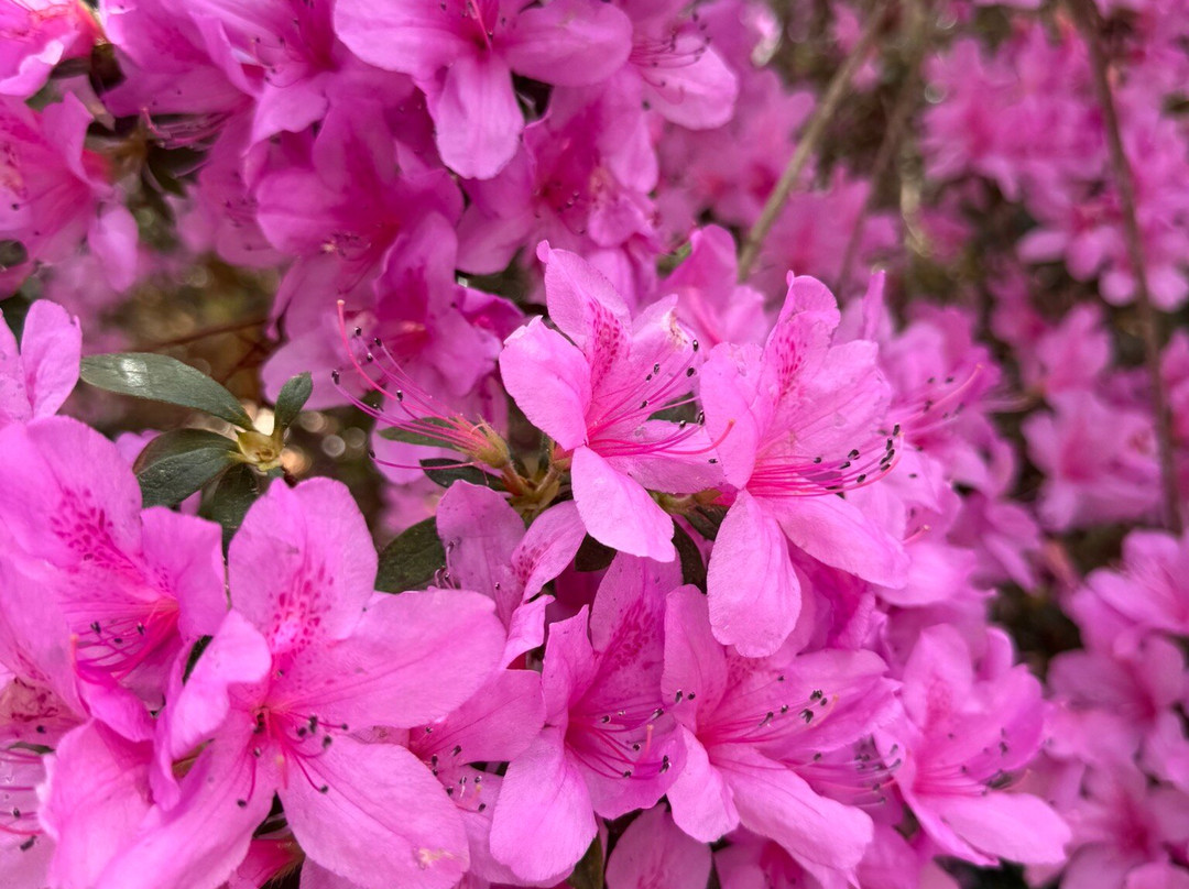 Airlie Gardens-威尔明顿必去景点