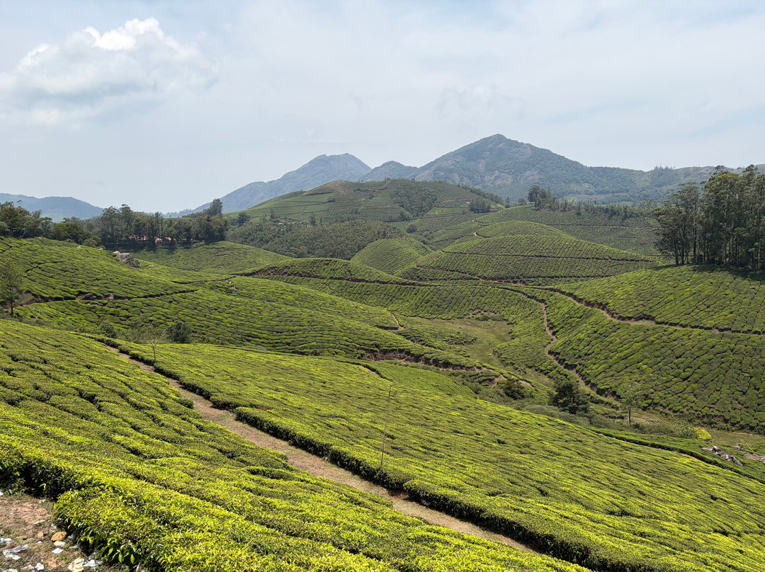 Kochi Taxi 24X7-柯钦必去景点