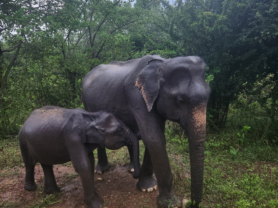 Helanka Tours Srilanka-乌纳瓦图纳必去景点