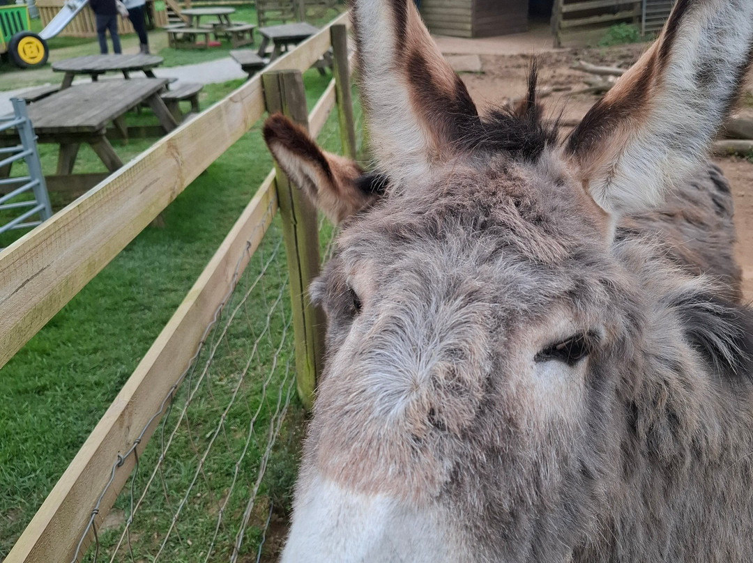 Woolley Animals Farm Park-Winkleigh必去景点