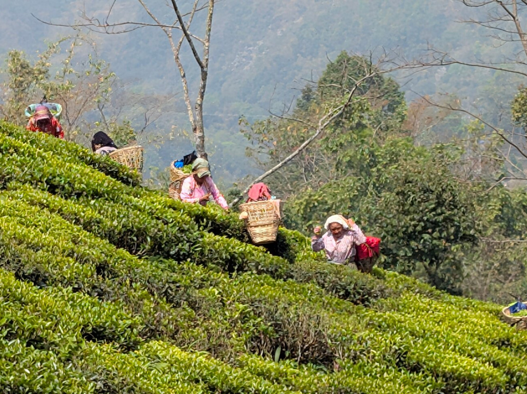 Ashmita Trek And Tours-大吉岭必去景点