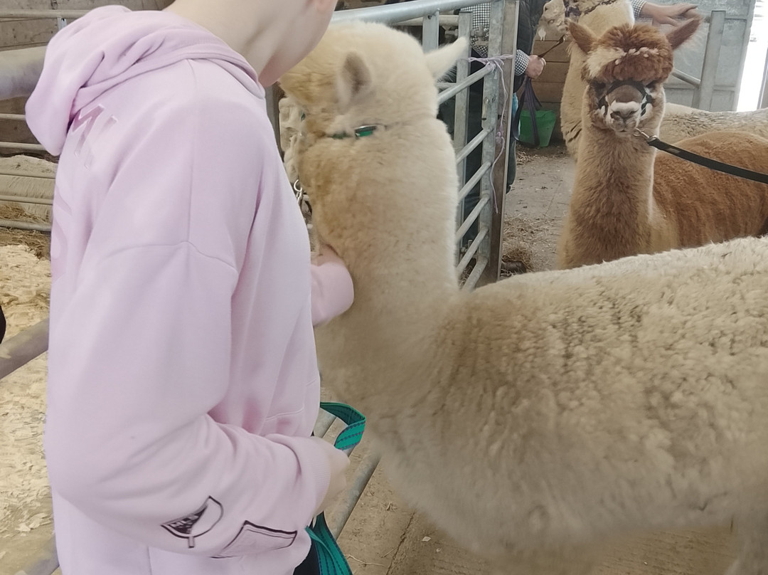 Popham Farm Alpaca Trekking-索尔塔什必去景点