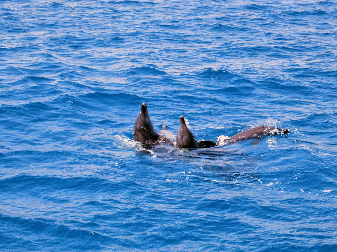 Zakharious Tours-赫尔格达必去景点