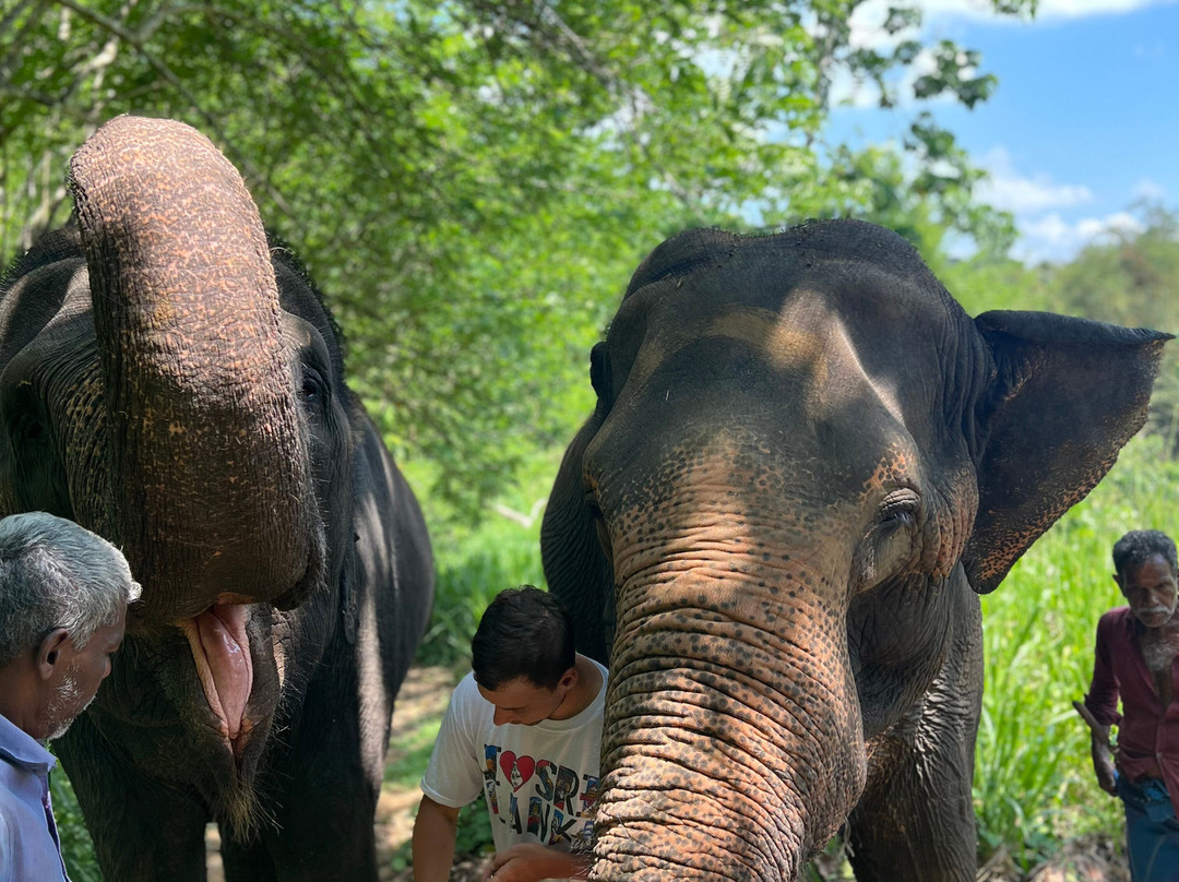 Elephant Freedom Project-凯格勒 必去景点