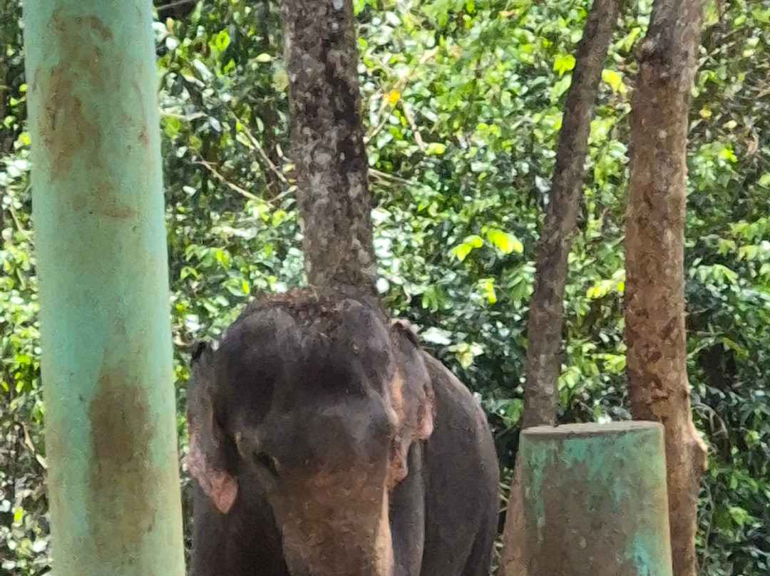Elephant Rehabilitation Centre-提卢湾安塔普兰（特里凡德伦）必去景点