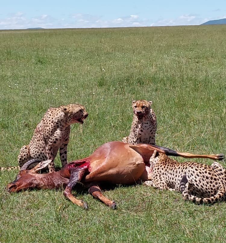 Masai Mara National Reserve-纳罗克必去景点