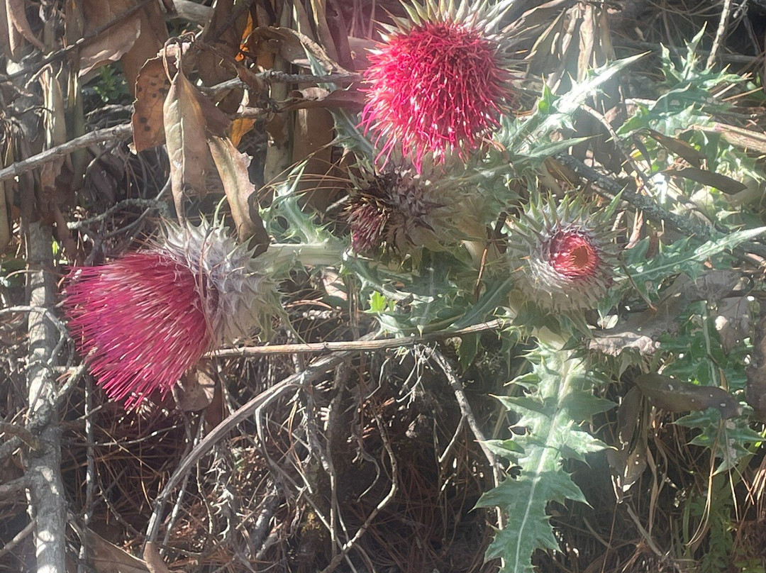 Mexico Travesias-墨西哥城必去景点