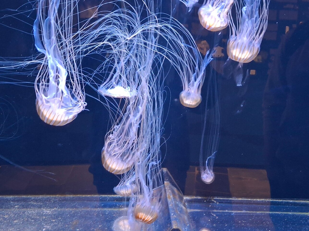 Bergen Aquarium-卑尔根必去景点