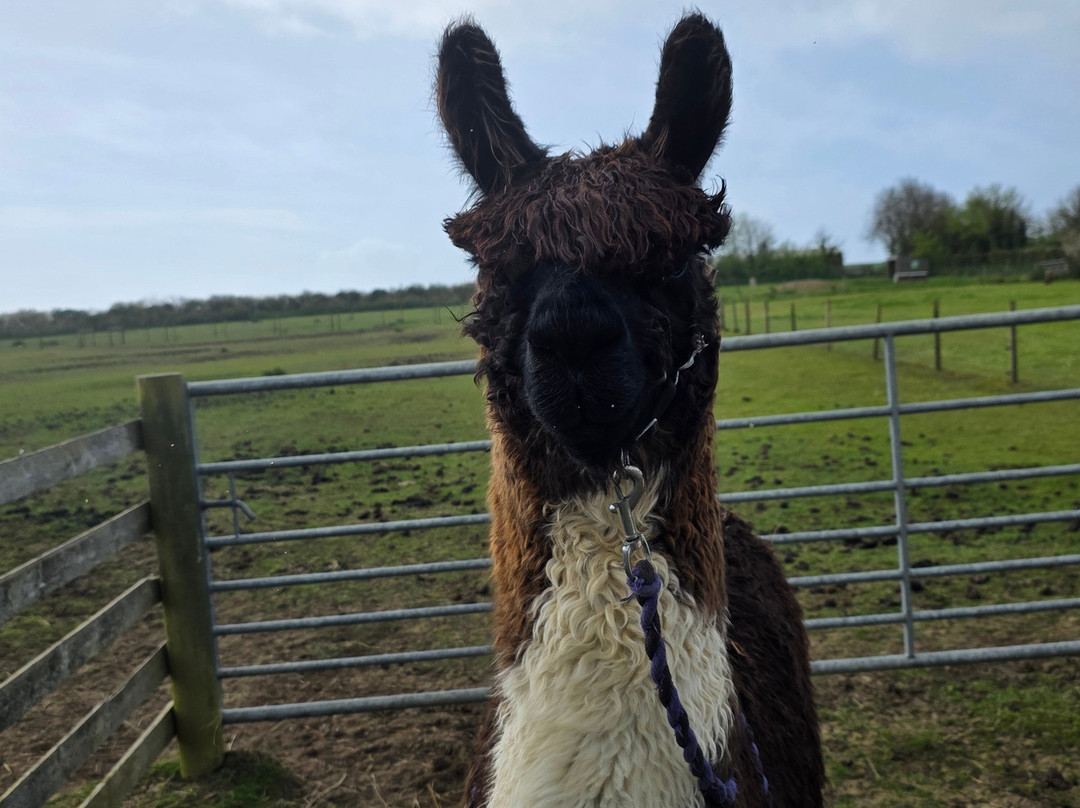 West Wight Alpacas-Wellow必去景点