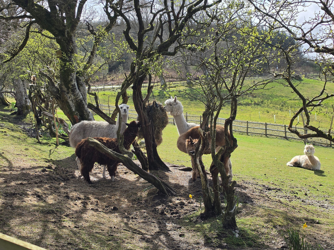 little peru alpaca trekking-Maybole必去景点