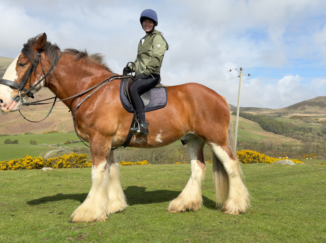 Cumbrian Heavy Horses-Millom必去景点
