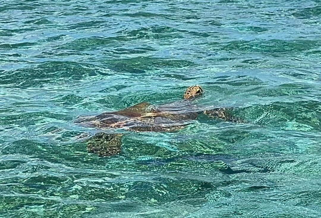 Manoa Tours, Watersports Day Tours-Si'umu必去景点