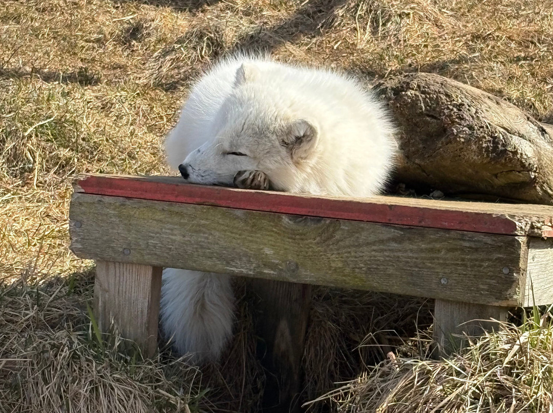 The Arctic Fox Centre-Sudavik必去景点