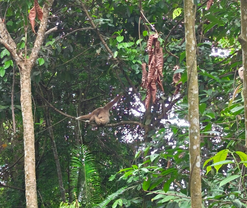 Bukit Lawang - Jungle Trekking Sumatra-武吉拉旺必去景点