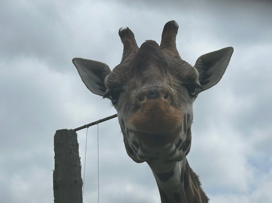 Woburn Safari Park-Woburn必去景点