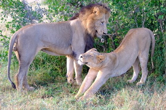 African Safari Group-开普敦必去景点