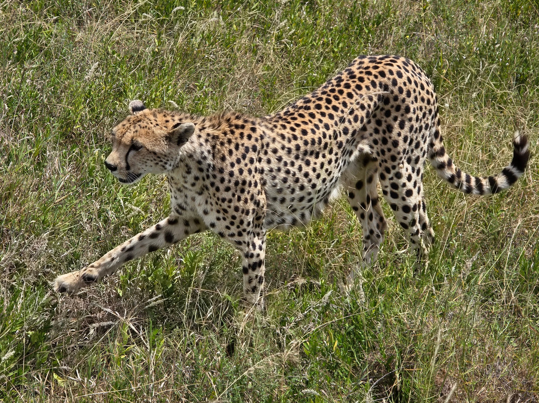 Zara Tanzania Adventures-莫西必去景点
