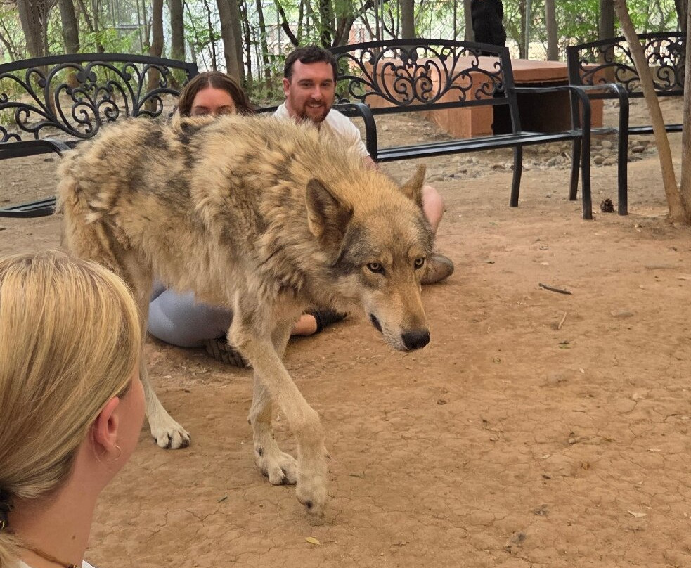 Sedona Wolf Sanctuary-Rimrock必去景点