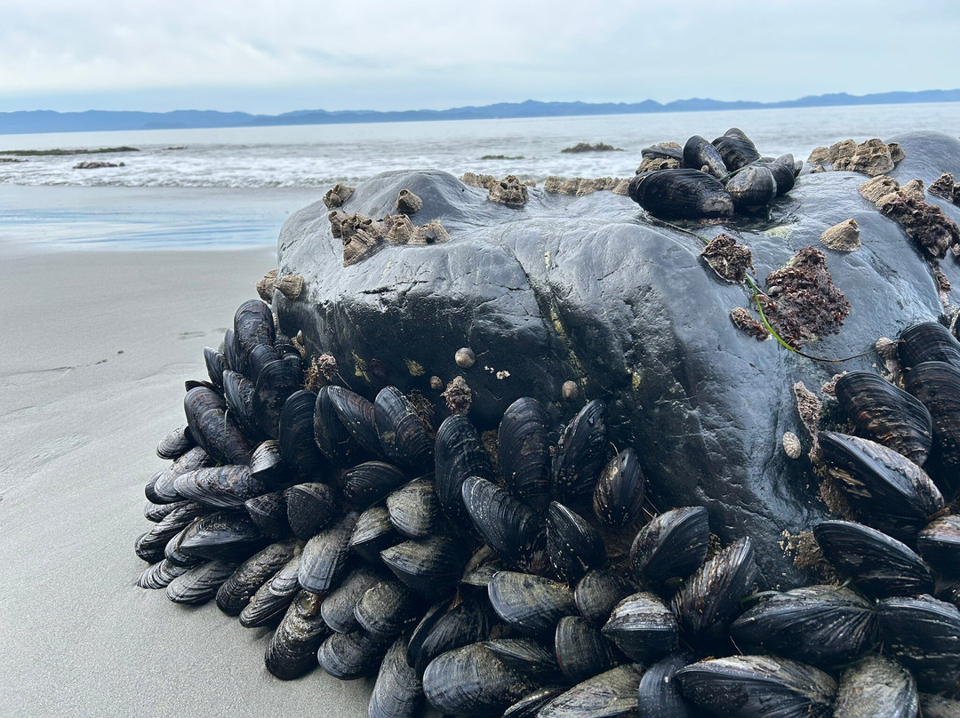 Juan de Fuca Marine Trail-温哥华岛必去景点