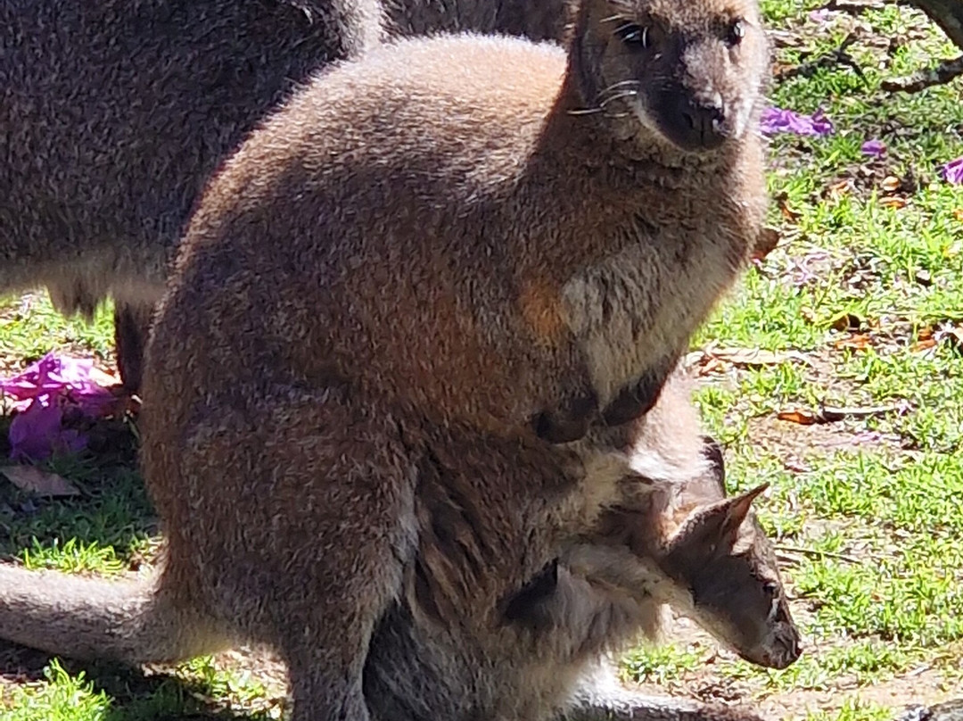 Parc Animalier et Botanique de Branféré-Le Guerno必去景点