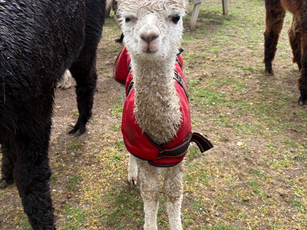 Stantons Farm - Petting Farm-Black Notley必去景点