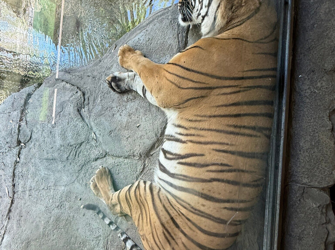 Jacksonville Zoo & Gardens-杰克逊维尔必去景点