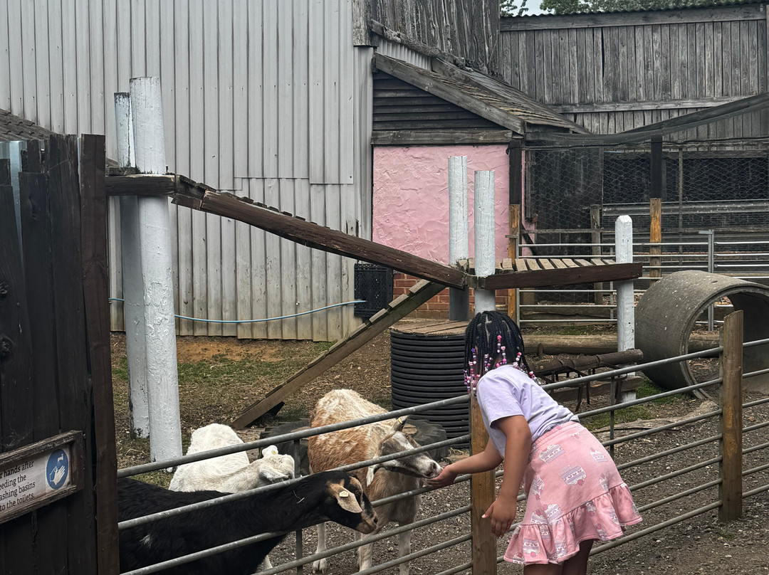 Dorset Heavy Horse Farm Park-Verwood必去景点
