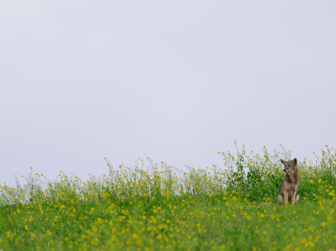 Point Reyes Safaris-Point Reyes Station必去景点