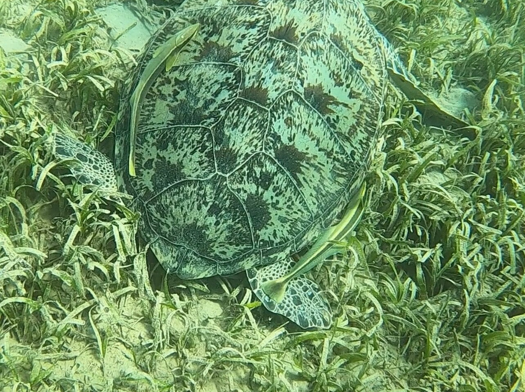 Orca Dive Club Safaga-Safaga必去景点