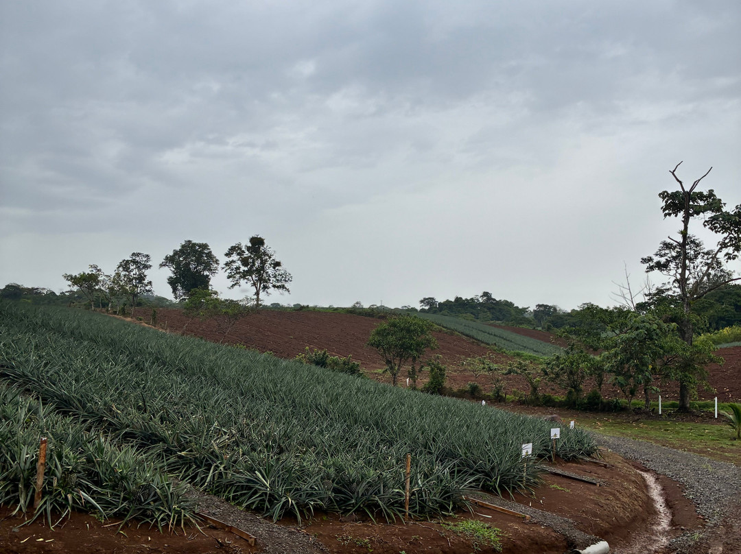 The Best Pineapple Tour Costa Rica-Rio Cuarto必去景点