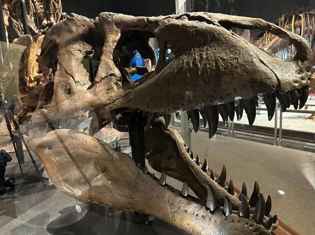 Museum of the Rockies-博兹曼必去景点