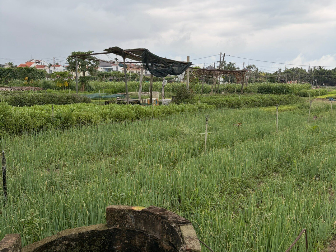 Tra Que Vegetable Village-会安必去景点