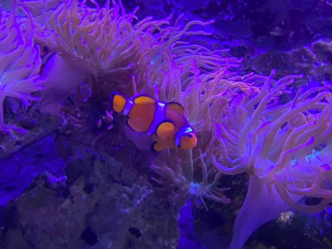 Lake District Coast Aquarium-Maryport必去景点